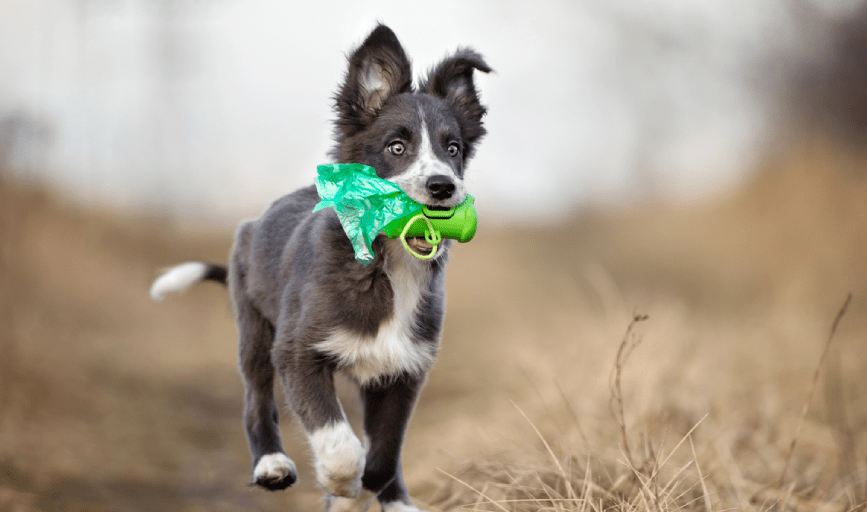 Dog Waste Removal
