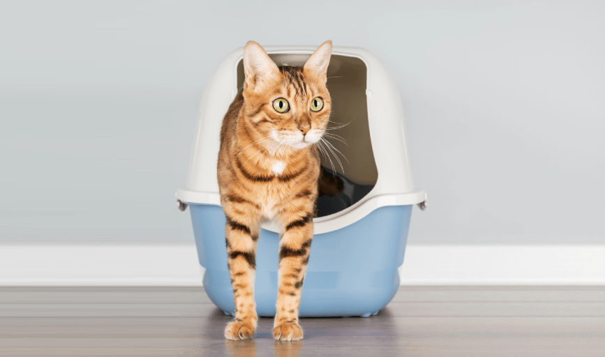 Cat Litter Cleaning